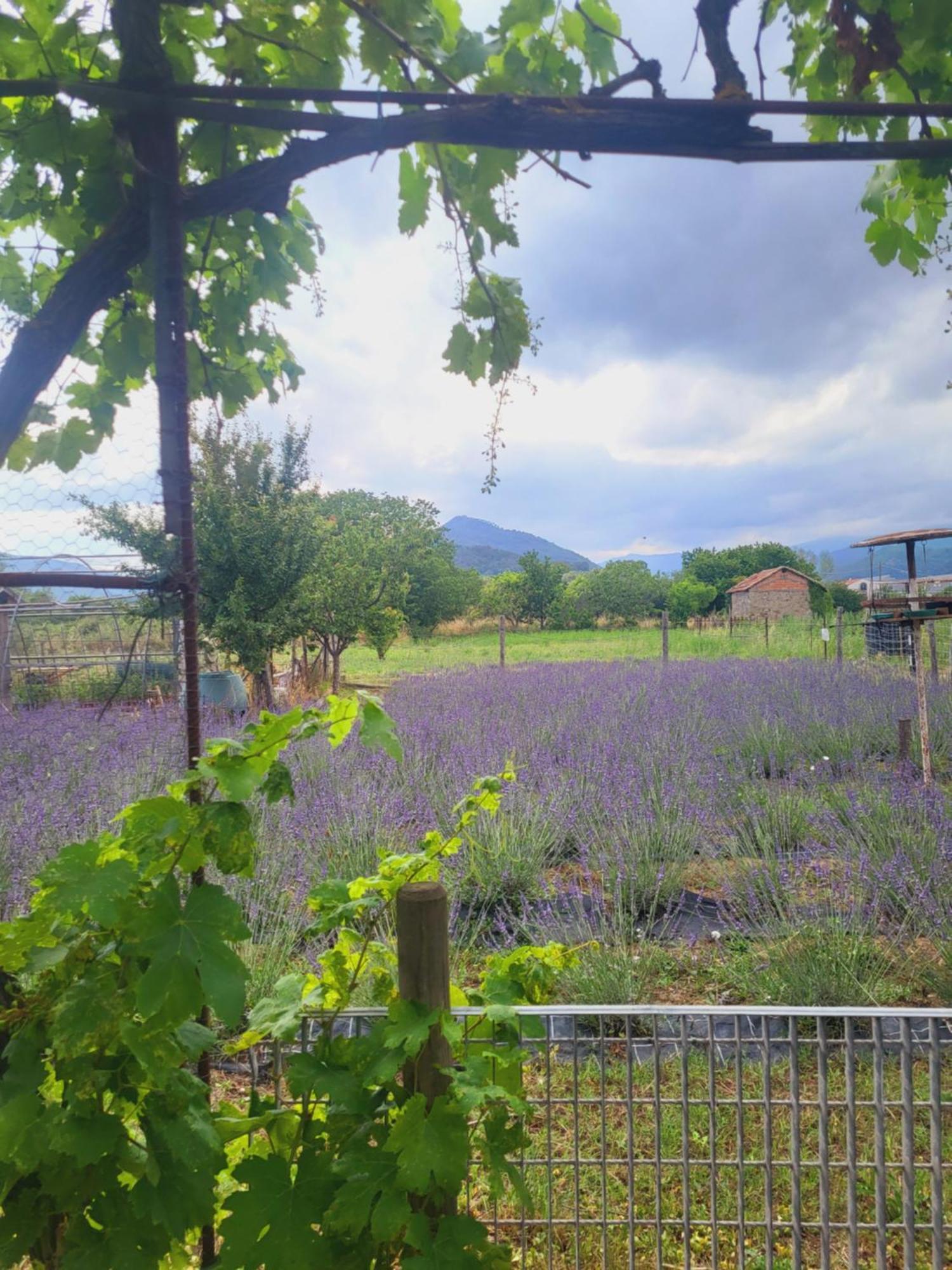 Salvia E Rosmarino - Affittacamere In Liguria Villanova d'Albenga Kültér fotó