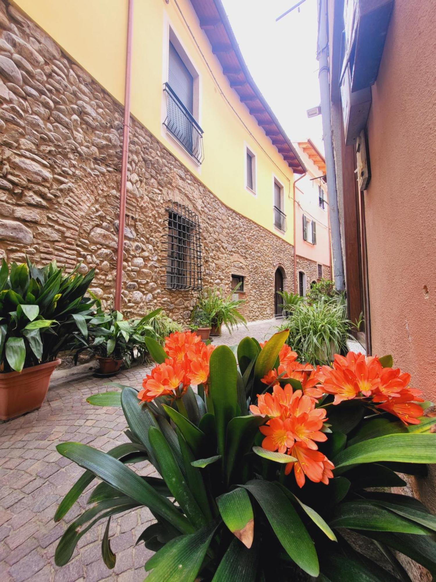 Salvia E Rosmarino - Affittacamere In Liguria Villanova d'Albenga Kültér fotó
